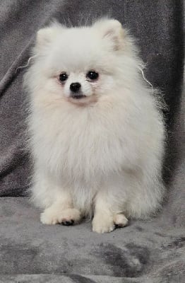 Étalon Spitz allemand - belosnezhnyy edelweiss Prince is magical