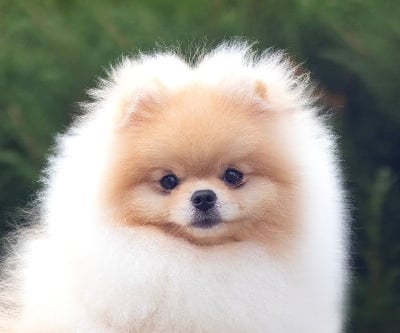 Étalon Spitz allemand - Sindi glamour