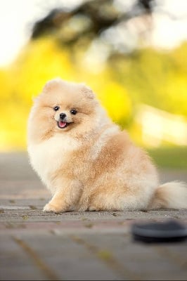 Étalon Spitz allemand - Roxy (Sans Affixe)