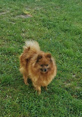 Étalon Spitz allemand - Orphee Titre Initial