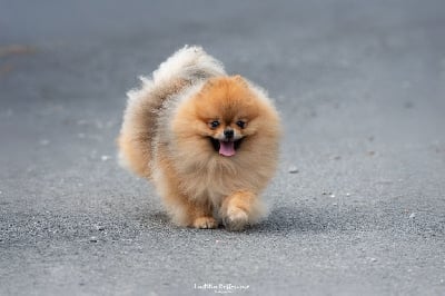 Étalon Spitz allemand - fil star fusion zephyr creme brulee Zephyr