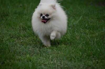 pomeranskaya zvezda Mikki iii