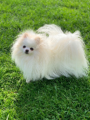 Étalon Spitz allemand - Snow du Domaine des Marineros