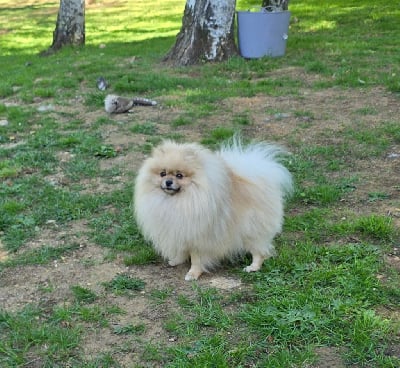 Étalon Spitz allemand - Ulk De L'Eden De Bragi