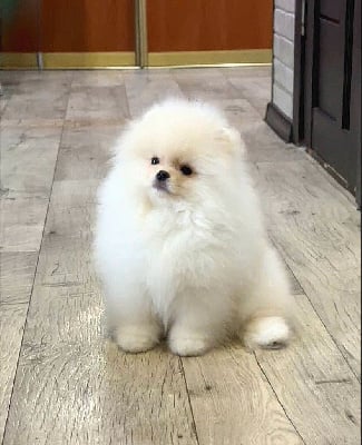 Étalon Spitz allemand - Pin's (Sans Affixe)