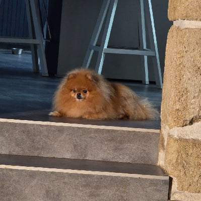 Étalon Spitz allemand - goldpomeranians Dzholi