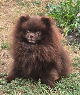 Étalon Spitz allemand - Tashi (Sans Affixe)