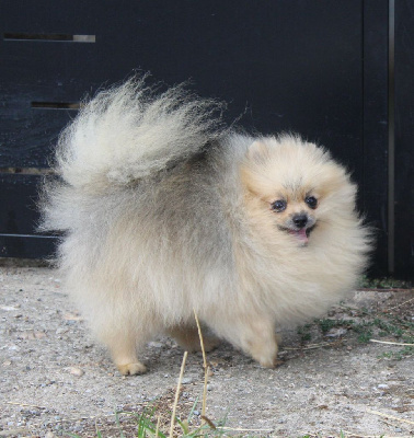 Étalon Spitz allemand - asuria ros Call me maybe