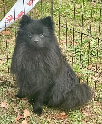 Étalon Spitz allemand - Vol denuit volf du Crystal Noir