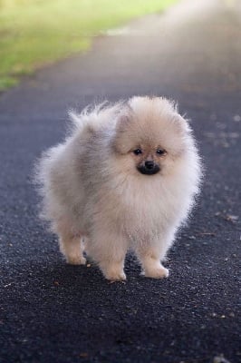 Étalon Spitz allemand - Appelez moi brad pitt du clos de patchata