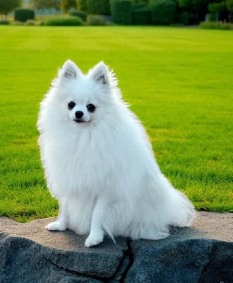 Étalon Spitz allemand - Prima (Sans Affixe)