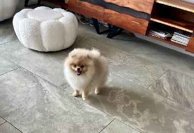 Étalon Spitz allemand - nevskiy olimp Mademoiselle madlen