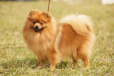 Étalon Spitz allemand - Vayana Des Punchy Diamonds