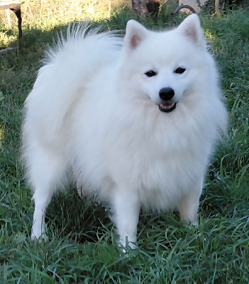 Étalon Spitz japonais - Noblewhite Justin