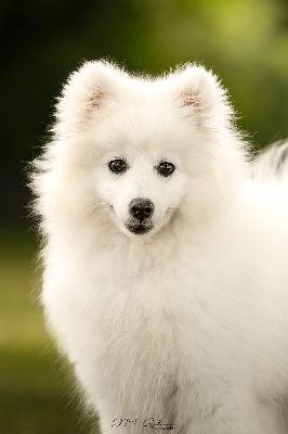 Étalon Spitz japonais - Anastasia de la Pommeraie des Loups