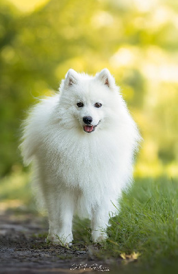 Étalon Spitz japonais - CH. Uma scott mccall Of Fantasia Lover Land