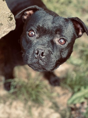 Étalon Staffordshire Bull Terrier - The eternel dark De Rockstar Dog