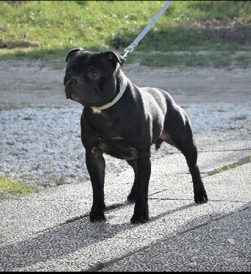 Étalon Staffordshire Bull Terrier - Rayleigh dark power d'ultime passion