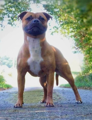 Étalon Staffordshire Bull Terrier - CH. Vicky Staffords Slim Precious