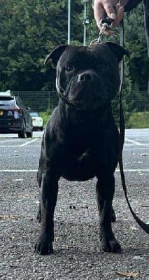 Étalon Staffordshire Bull Terrier - Vegas de La Pyramide Aux Joyaux