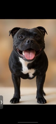 Étalon Staffordshire Bull Terrier - Teva Du Hameau Des Diablotins