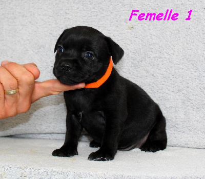 Étalon Staffordshire Bull Terrier - Terrier's Paradise All star