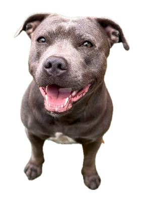 Étalon Staffordshire Bull Terrier - Undying de la Confiance Canine AJS