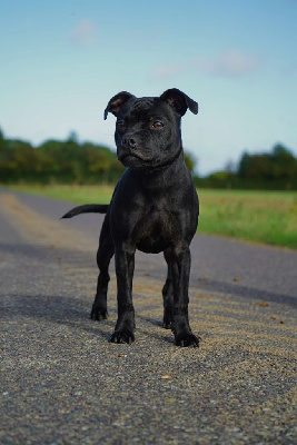 Étalon Staffordshire Bull Terrier - Athena saga De La Vallee Albines
