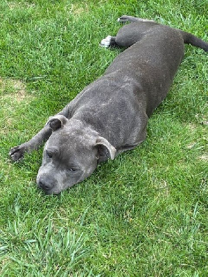 Étalon Staffordshire Bull Terrier - Ares (Sans Affixe)