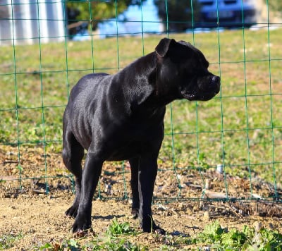 Étalon Staffordshire Bull Terrier - Terrier's Paradise Up and down