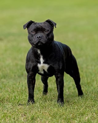 Skillstaff Very bad trip