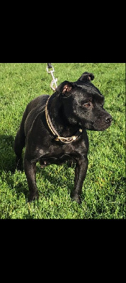 Étalon Staffordshire Bull Terrier - S'kino Du Domaine De L'Ailloux