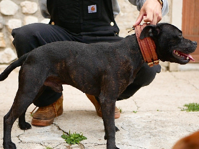 Étalon Staffordshire Bull Terrier - Bjôrn of Knightwood Oak