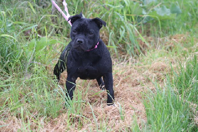 Étalon Staffordshire Bull Terrier - shades of blues Verylicious black velvet