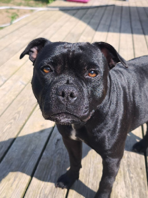 Étalon Staffordshire Bull Terrier - CH. U'kiara Des Phoenix Black And Blue