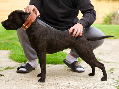 Étalon Staffordshire Bull Terrier - Shelby of Knightwood Oak