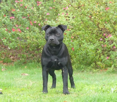 Étalon Staffordshire Bull Terrier - A black pearl Ofthe Puil