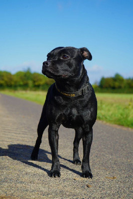 Étalon Staffordshire Bull Terrier - Vena De La Vallee Albines