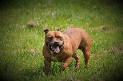 Étalon Staffordshire Bull Terrier - U'rosa Forgiveness American Dog