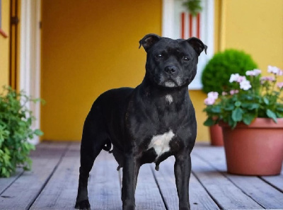Étalon Staffordshire Bull Terrier - Paya dog'star (Sans Affixe)