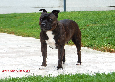 Étalon Staffordshire Bull Terrier - Yeba's Lucky Star Rivale
