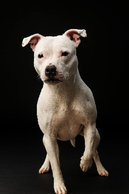 Étalon Staffordshire Bull Terrier - Staffanatic's Sexy sushi