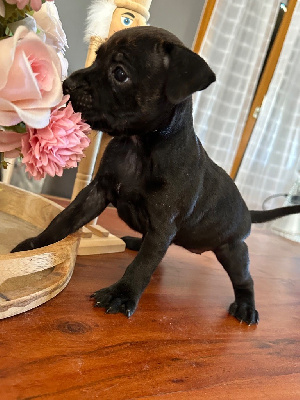 Étalon Staffordshire Bull Terrier - Atomic Du Dog-Builder