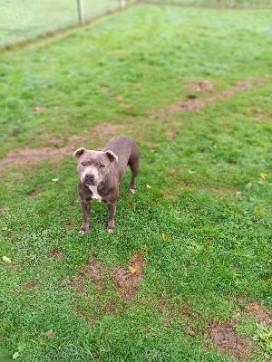 Étalon Staffordshire Bull Terrier - Umiya la taverne d'elit blue