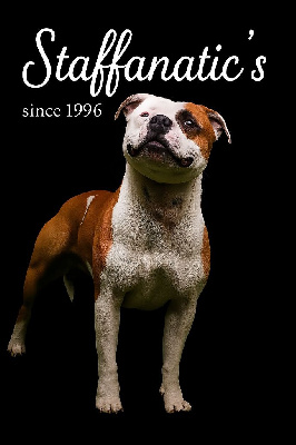 Étalon Staffordshire Bull Terrier - Staffanatic's Usual suspect