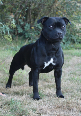 Étalon Staffordshire Bull Terrier - Victory the beautiful Du Domaine Des Juraires