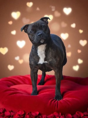 Étalon Staffordshire Bull Terrier - Vraie valeur diamant rose De La Terre Des Bulls