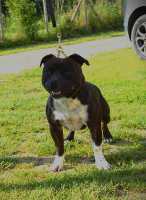 Étalon Staffordshire Bull Terrier - TR. Ultramarin of caribbeans dog's