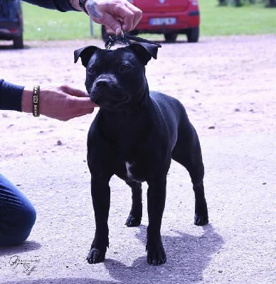 Taila Del Clan De Los Diablos