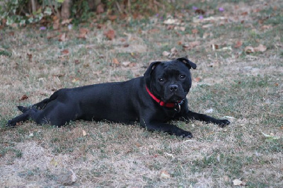 Étalon Staffordshire Bull Terrier - shades of blues Very good vibes